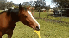 Horse Play GIF