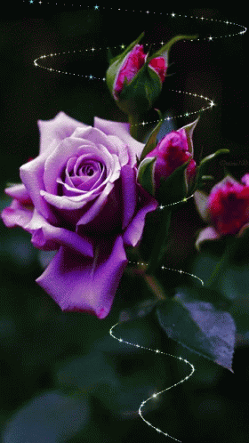 Flowers Rose GIF - Flowers Rose - Discover & Share GIFs