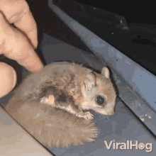 Gentle Petting Viralhog GIF - Gentle Petting Viralhog Love You GIFs