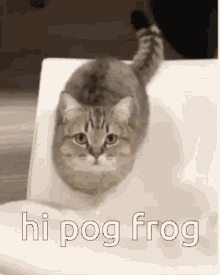 Pogfrog Sinjindrowned GIF - Pogfrog Sinjindrowned Hi GIFs