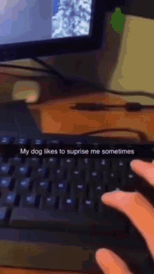 Dog Suprise Surprised By Dog GIF - Dog Suprise Surprised By Dog Typing GIFs