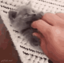 Cat Handsup GIF
