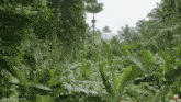 a lush green forest with trees and plants covered in leaves