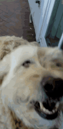 Dog Jumpscare GIF - Dog Jumpscare Cava GIFs