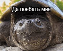 a close up of a turtle with a foreign language caption