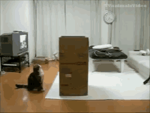 cat cat in a box box jumping