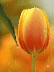 tulip flower orange rain