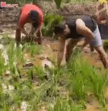Rice Plantation Done Salman Khan GIF - Rice Plantation Done Salman Khan Farmer GIFs