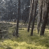 Forest Trees GIF - Forest Trees Alinarin GIFs