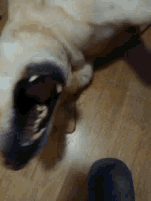 Happy Dog Playful GIF - Happy Dog Playful Dog GIFs