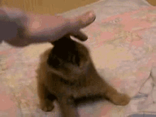 a person is petting a kitten on a bed .