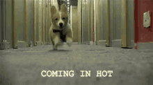 Puppy Coming In Hot GIF