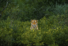 Bengal Tiger Stare GIF - Bengal Tiger Tiger Stare GIFs
