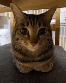 Silly Kitty GIF - Silly Kitty GIFs