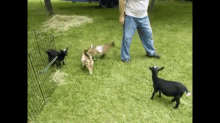 Crazy Kid GIF - Goat Get Outta My Way Get Out Of My Way GIFs