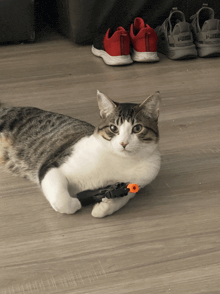 a cat laying on the floor with a pair of puma sneakers in the background