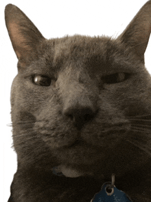 Goofy Cat GIF