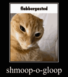 Cat Ratchet GIF - Cat Ratchet Shmoop GIFs