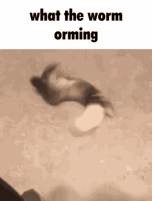 Worm Orming What The GIF - Worm Orming What The GIFs