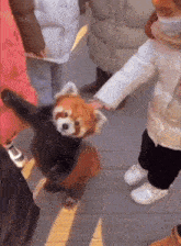 Incest Discord GIF - Incest Discord Red Panda GIFs