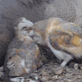 The Owl Is Cleaning The Owlet Barn Owl GIF - The Owl Is Cleaning The Owlet Barn Owl Robert E Fuller GIFs