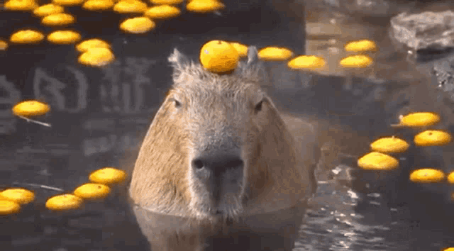 Izu Shaboten Animal Park Capybara GIF - Izu Shaboten Animal Park Capybara  Hot Springs - Discover & Share GIFs