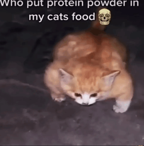 Protein Cat GIF Protein cat Discover Share GIFs