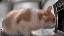 a close up of a cat looking into a microwave oven .