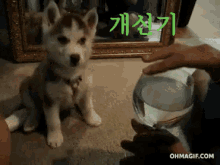 개신기 GIF - Husky Puppy Curious Glass GIFs