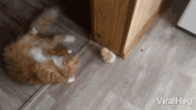 Pawing Notice Me GIF - Pawing Notice Me Playing GIFs