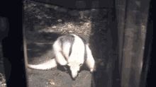 anteater tamandua