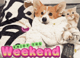 a picture of a dog holding a kitten with the words enjoy the weekend