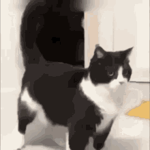 Cat Stretch GIF - Cat Stretch Distort GIFs