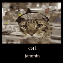 Catjammin GIF - Catjammin GIFs