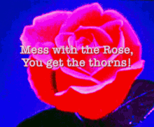 Rose Thorns GIF - Rose Thorns Rosebds GIFs