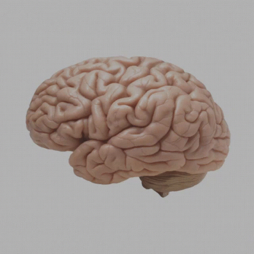 Brain GIF - Brain - Discover & Share GIFs