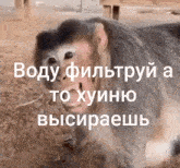 a close up of a monkey with a foreign language caption