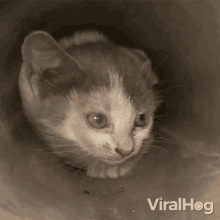 Meow Viralhog GIF - Meow Viralhog Cat GIFs