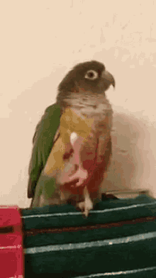 Parrot Bud GIF - Parrot Bud GIFs