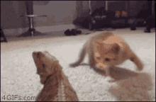 Cat Lizard GIF - Cat Lizard Play GIFs