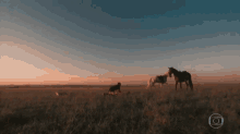 junilo wild horses field