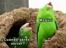 Moguri Silly GIF - Moguri Silly Bird GIFs