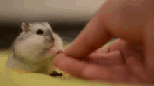 Hamster Dwarf GIF - Hamster Dwarf Cute GIFs