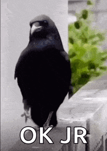 a black bird is standing on top of a fence with the words `` ok jr '' written on it .
