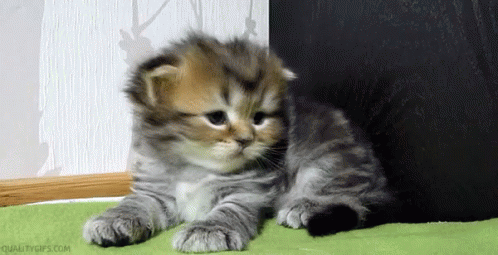 Kitten Hiccups GIF - Hiccups Kitten Hiccups Cat Hiccups GIFs