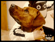 Stickupboys Dog GIF - Stickupboys Dog Love GIFs
