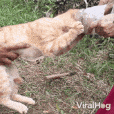 Cat'S Head Rescued From Plastic Jar Viralhog GIF