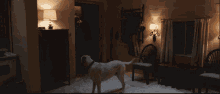 The Voices Movie Dog Leaving GIF - The Voices Movie Dog Leaving GIFs