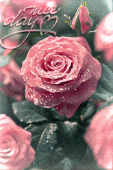 Rose Roses GIF - Rose Roses Fleurs GIFs