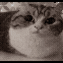 a close up of a cat 's face in a black and white photo looking at the camera .